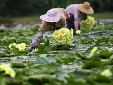 Penduduk desa memanen bunga teratai di Desa Xiatao di Shibeiping, Kota Liuzhou, Daerah Otonom Etnis Zhuang Guangxi, China selatan, pada 5 Agustus 2020. Dalam beberapa tahun terakhir, produksi teh bunga teratai menjadi cara baru bagi penduduk setempat untuk meningkatkan pendapatan. (Xinhua/Li Hanchi)