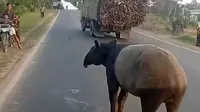 Geger Tapir Tiba-Tiba Muncul di Jalanan Lampung