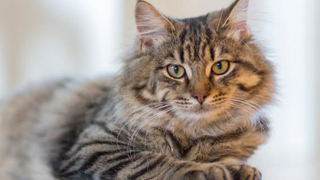 Rahasia Umur Panjang Kucing Kesayangan, Ini Tips dan Trik Agar Si Meow Hidup Hingga 20 Tahun