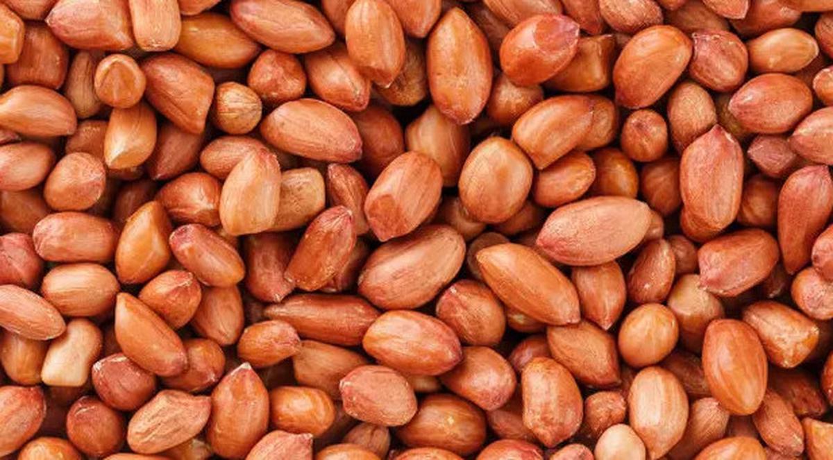 Cara Ampuh Buat Kacang Tanah Jadi Renyah, Wajib Dicoba