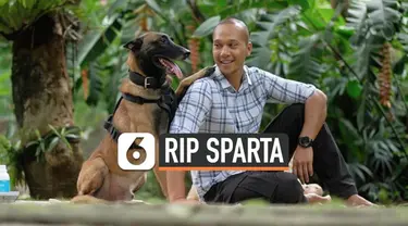 Sparta, anjing jenis Belgian Malinois yang sempat diobservasi usai menyerang ART mati. Anjing milik presenter Bima Aryo ini menderita penyakit parasit darah.