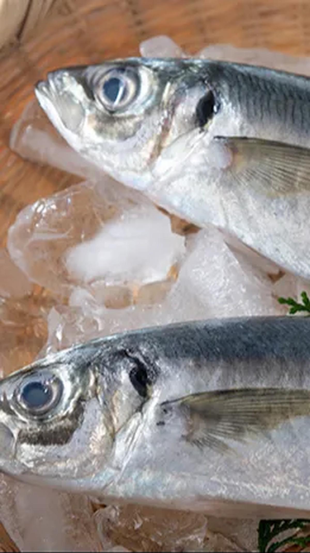 12 Ikan yang Memiliki Protein Tinggi