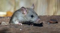 What is hantavirus? (Photo: Joshua J. Cotten/Unsplash)