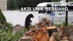 Pedal alami cedera permanen pada salah satu cakar kiri depannya hingga membuatnya sulit untuk berjalan dengan keempat kakinya.