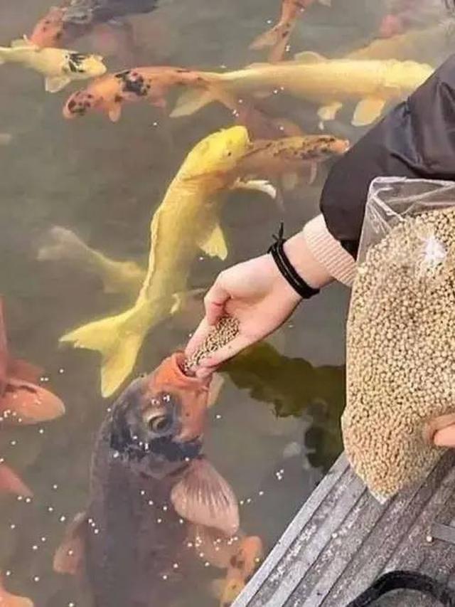 10 Potret Nyeleneh Orang Pelihara Ikan, Cara Kasih Makannya Bikin Geleng Kepala