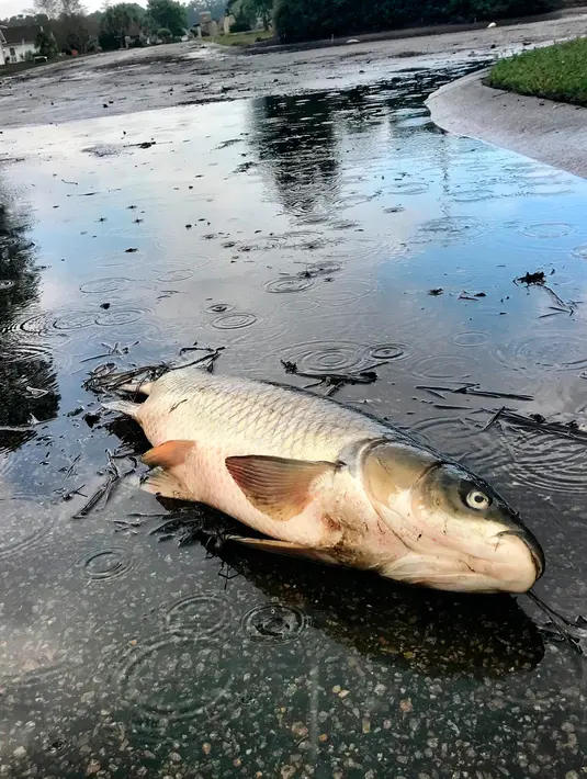 Bangkai ikan mengotori jalan-jalan di Aberdeen Golf Club setelah banjir surut menyusul Badai Florence di South Carolina, Senin (24/9). Beberapa dari ribuan ikan itu cukup besar dan juga menyebabkan jalan berbau menyengat. (Jason Lee/The Sun News via AP)