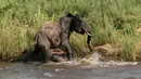 Gajah tersebut terus berusaha melepaskan gigitan buaya. Sang gajah menyerang buaya itu dengan kakinya dan gadingnya di sebuah sungai di Afrika Selatan, Kamis (5/2/2015). (Dailymail)