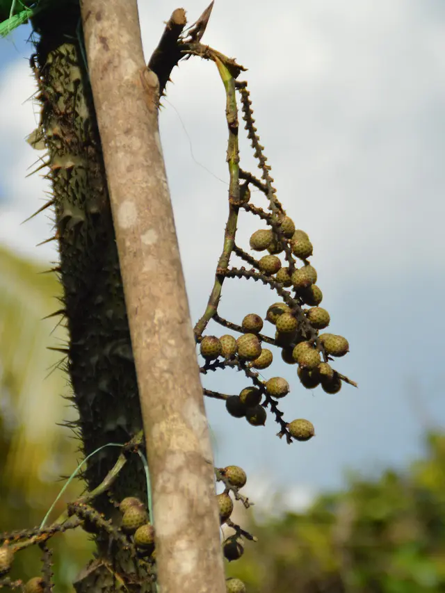 Pohon Buah Manau (Wikimedia Commons)