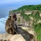 Monyet di Pura Uluwatu, Bali. (dok. Instagram @ vladimira.vaclavikova/https://www.instagram.com/p/Bu_uZhvnpR7/?igshid=6oy5hx88952x)