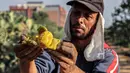 Seorang petani mengupas buah pir berduri yang baru dipetik di sebuah kebun di Khan Younis, Jalur Gaza selatan, Palestina, Rabu (12/7/2023).  (SAID KHATIB/AFP)