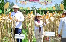 Gubernur Optimistis Produksi Jagung Gorontalo Capai 1,5 Juta Ton pada 2026