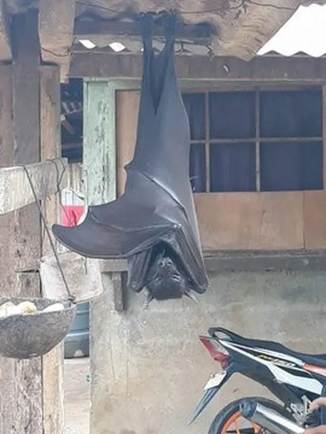 Viral, Kelelawar Sebesar Anak Manusia Menggantung di Depan Rumah