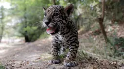 Seekor anak jaguar terlihat selama tur media di Kebun Binatang Altiplano di Tlaxcala dekat Mexico City, Meksiko, pada 24 Mei 2019. Populasi jaguar di alam liar terus menurun dan berstatus terancam punah di masa depan. (REUTERS/Henry Romero)
