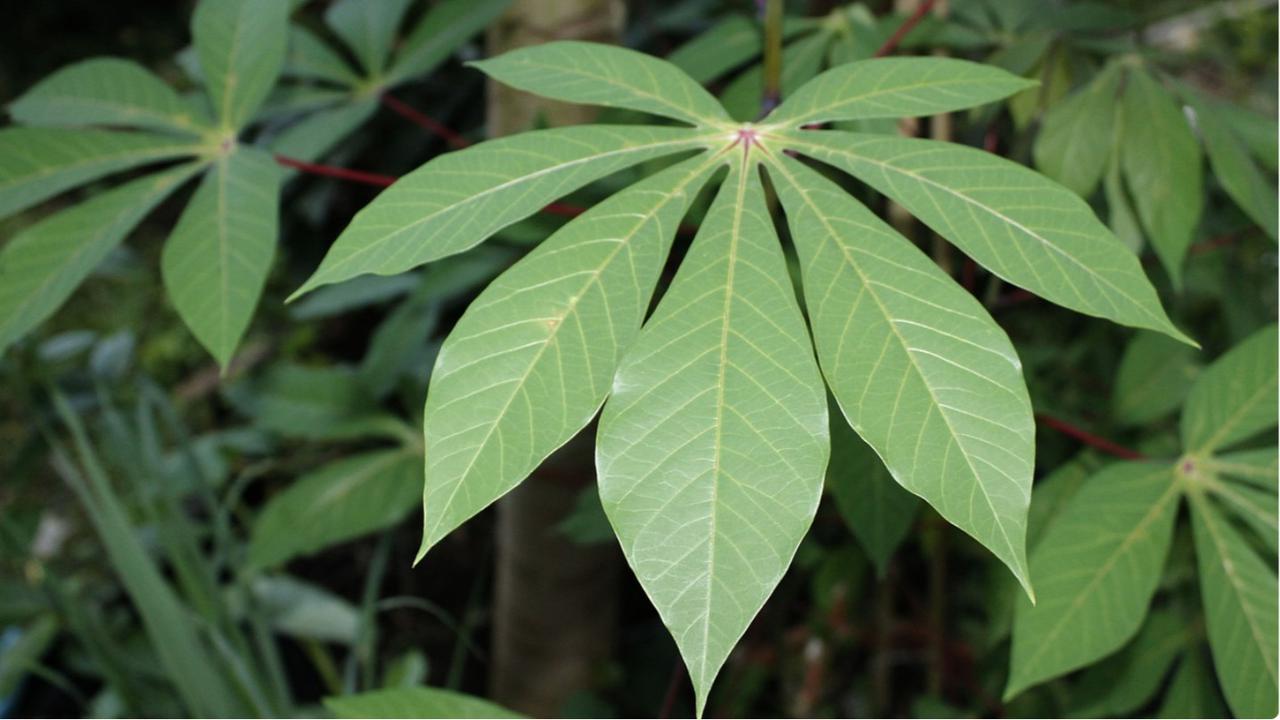 daun singkong