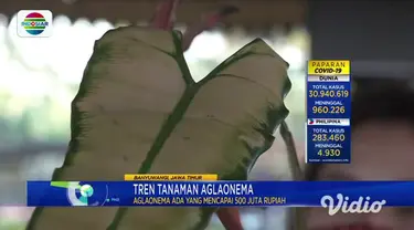 Tren tanaman hias Aglaonema saat pandemi Covid-19 membuat omzet pedagang tanaman melonjak tinggi. Meski mendapat untung yang besar, mereka harus berburu dagangan hingga antre lebih dari 6 jam untuk memilih berkebun tanaman hias aglaonema.