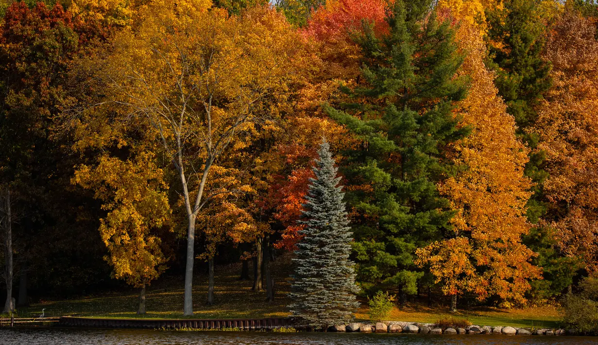 Foto yang diabadikan pada 10 Oktober 2020 ini menunjukkan dedaunan musim gugur di Danau Lobdell di Genesee County, Michigan, Amerika Serikat. (Xinhua/Joel Lerner)