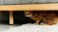 Rasa Takut dan Pemalu Jadi Penyebab Kucing Tidak Mau Digendong