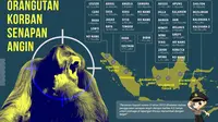 Infografis orangutan korban senapan angin. (foto: Liputan6.com / cop / edhie)