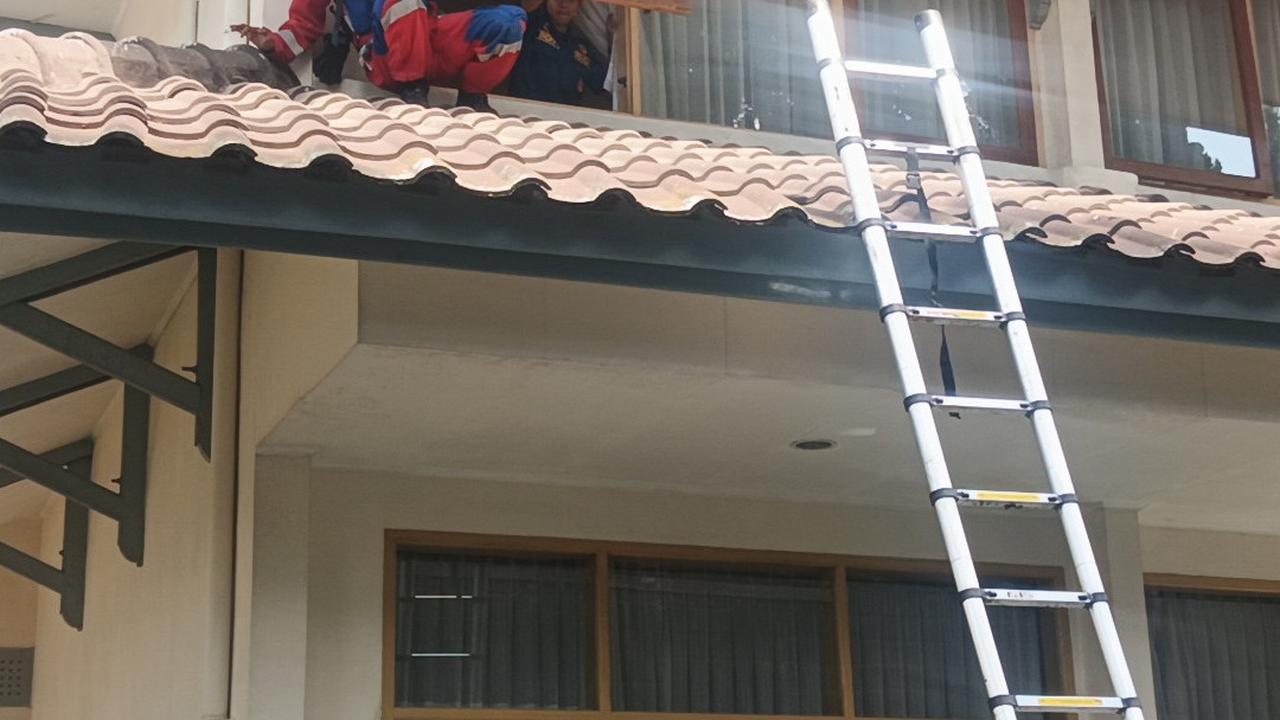 Proses Evakuasi Macan Tutul di Hotel Anugrah Bandung