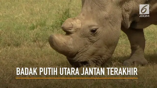 Seekor badak putih utara jantan terakhir di dunia yang dinamai Sudan, dilaporkan mati.