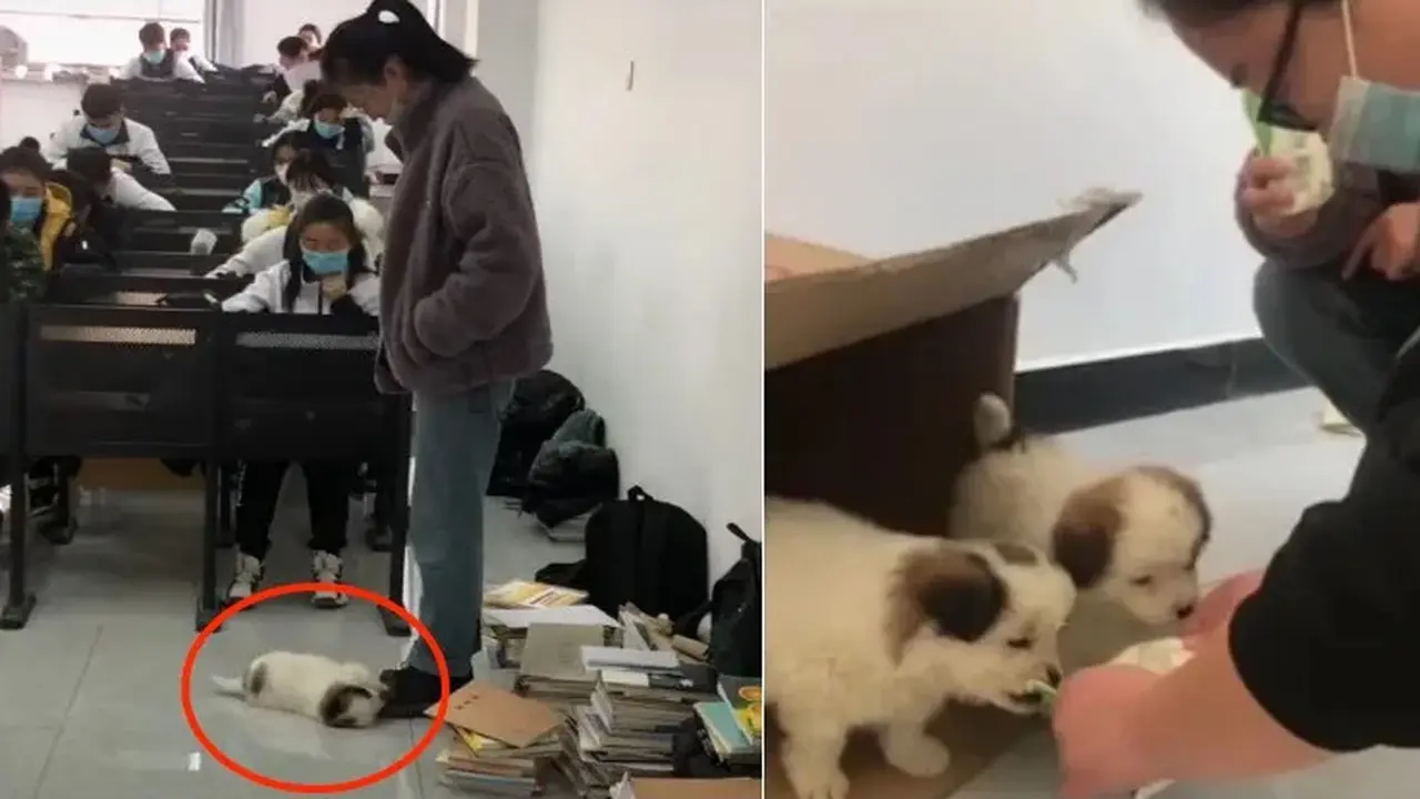 Gemas, Viral Anak Anjing Ganggu Dosen yang Tengah Mengawas ujian