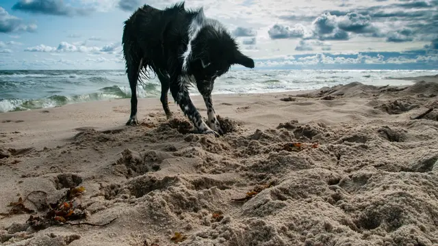 Digging Dog (unsplash.com/Janusz Maniak)