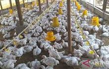 Ketersediaan Hewan Ternak Kalbar Jelang Lebaran Dipastikan Aman, Kecuali Daging Sapi
