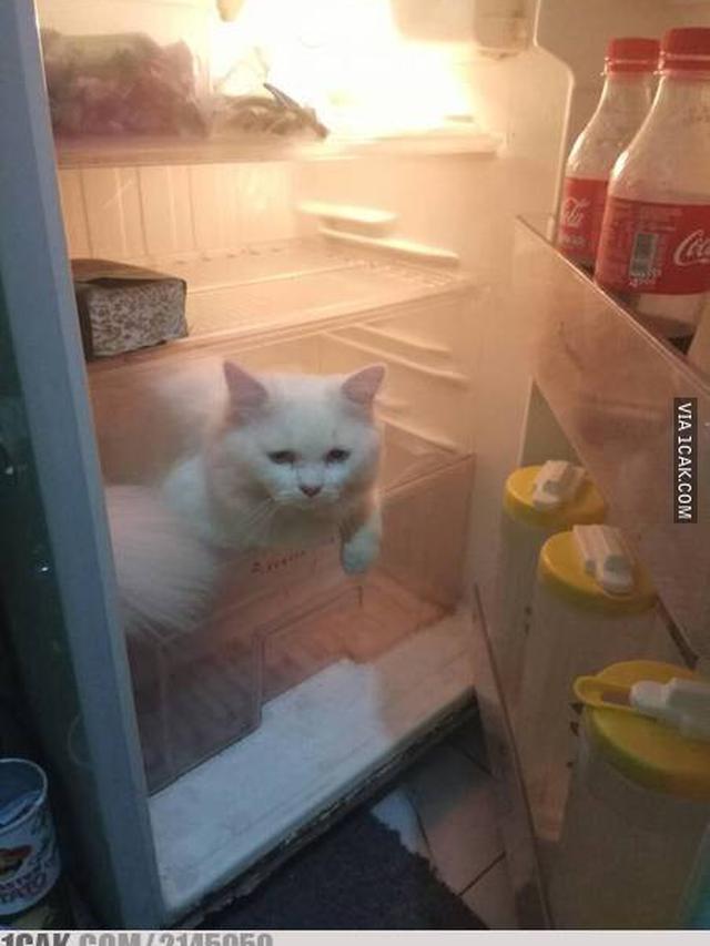 Kucing di Dalam Kulkas