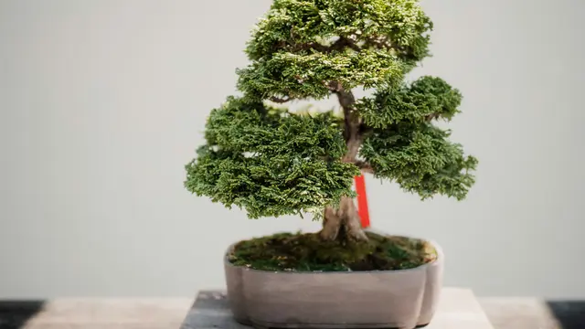 Ilustrasi Tanaman Bonsai. (Foto: Devin H/Unsplash)