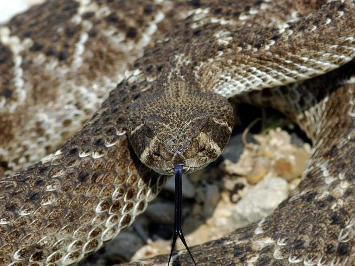 2. Diamondback Rattlesnake kecepatan menyerang 2,95 meter per detik kuadrat