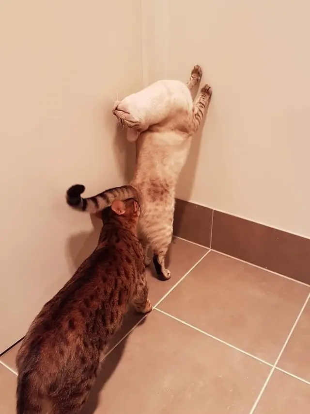 kucing absurd