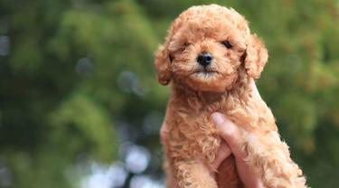 Quotes Keren Tentang Anjing Hewan Setia Kesayangan Ragam Bola Com