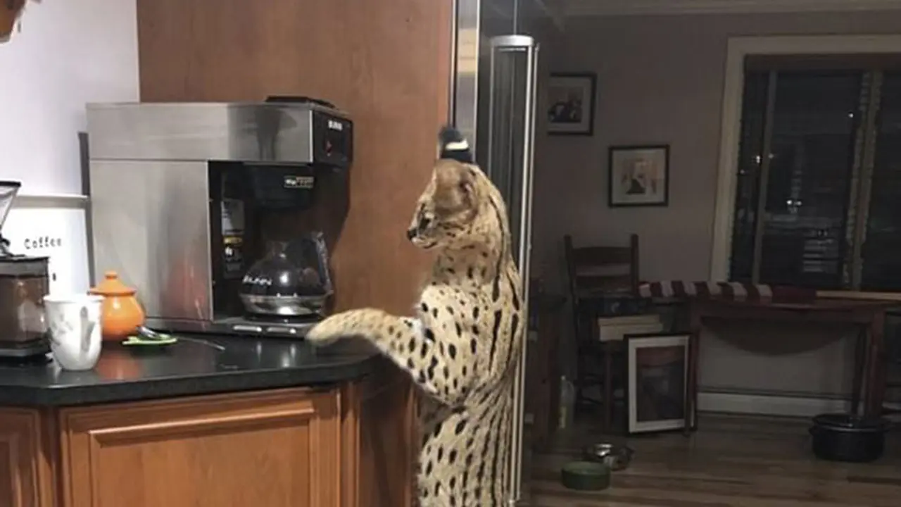 kucing serval