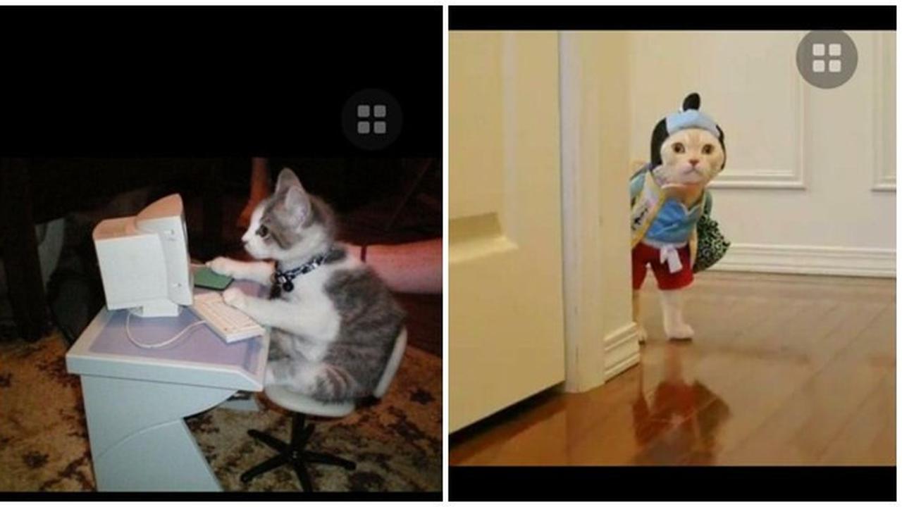 8 Potret Cocoklogi Jika Kucing Ikut Ekstrakurikuler Ini Bikin Gemas