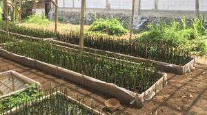 Hari Mangrove Sedunia, Cilacap Kini Punya Rumah Pembibitan Berbasis IoT