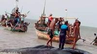 Seekor paus ditemukan nelayan terdampar di perairan Cirebon dalam kondisi mati. (Foto: Komunitas Mancing Hore Cirebon untuk Liputan6.com)