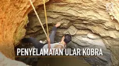 Pawang ular melakukan penyelamatan terhadap ular kobra yang jatuh ke dalam sumur