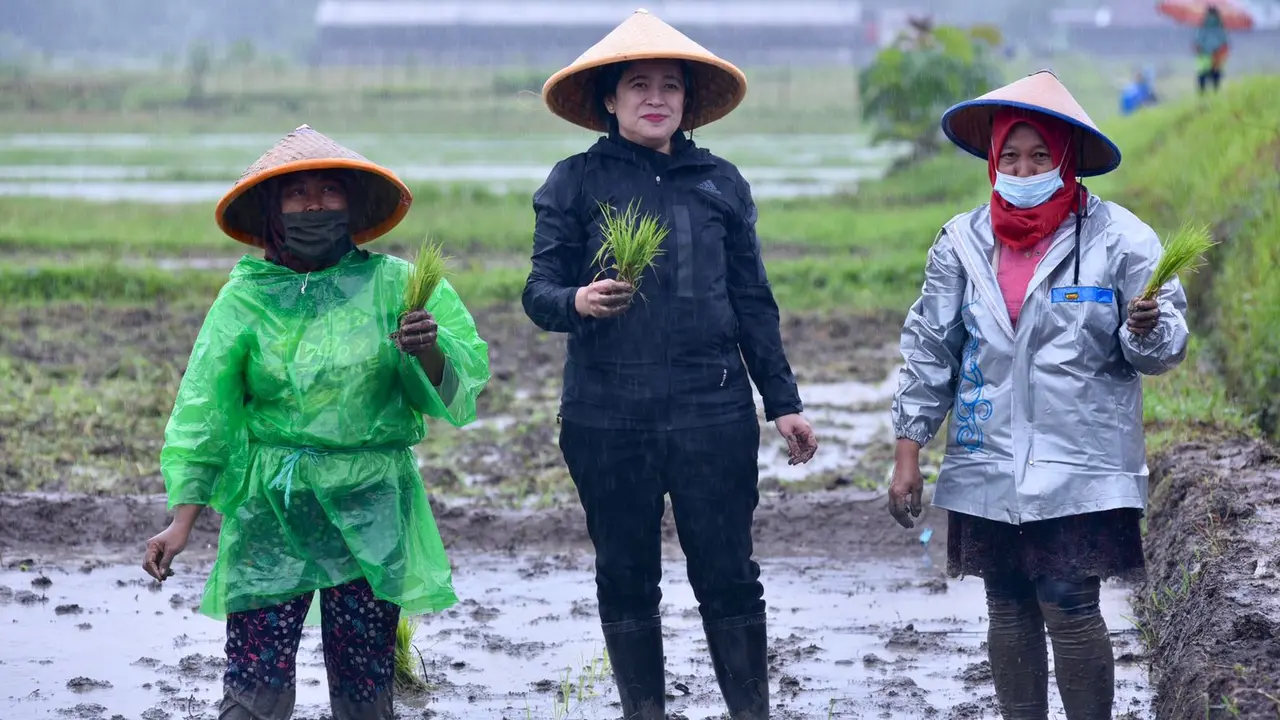 Kunker ke Yogyakarta, Ketua DPR RI Ikut Menanam Padi Bersama Petani