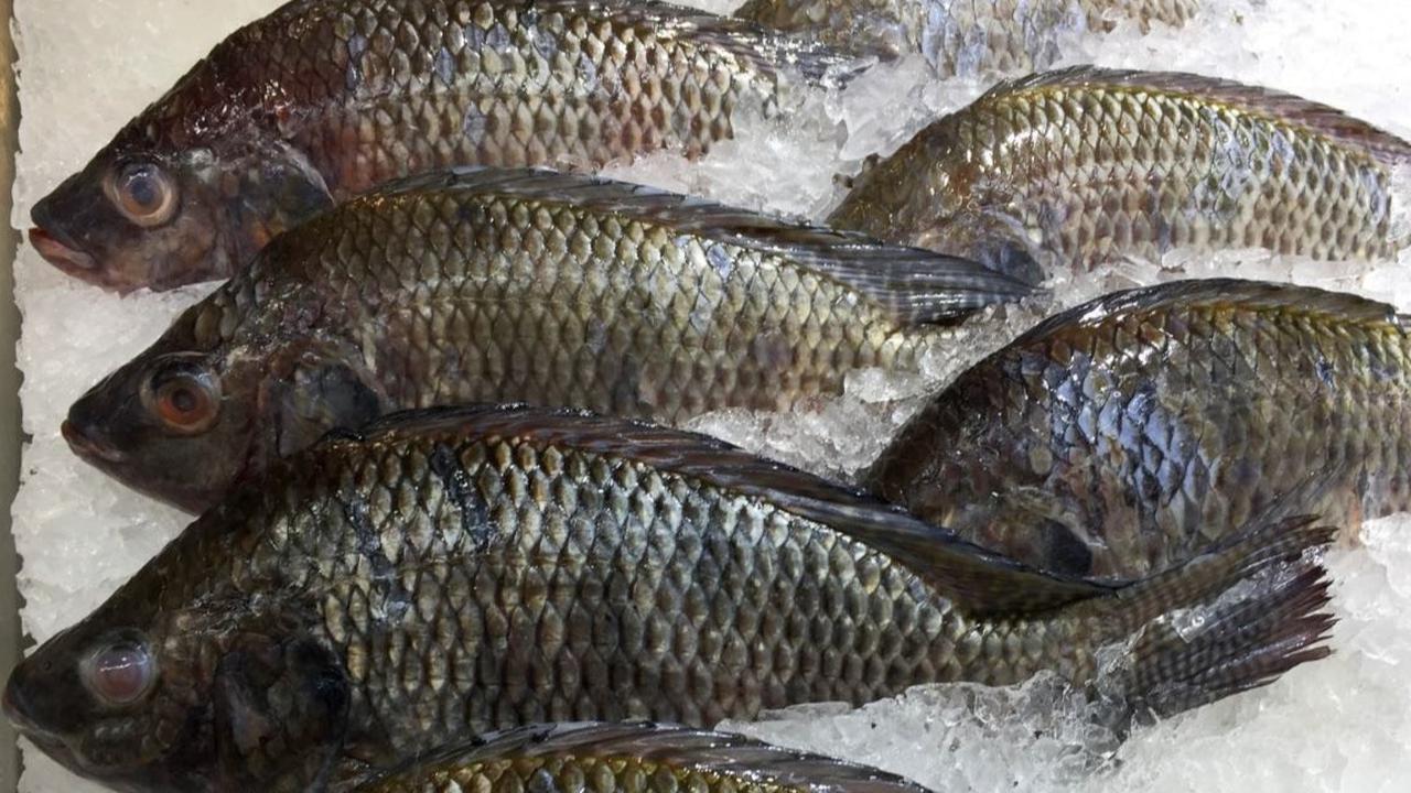 Kenali Kandungan Kolesterol dalam Ikan Nila, Alternatif Protein Sehat dalam Menu Lebaran
