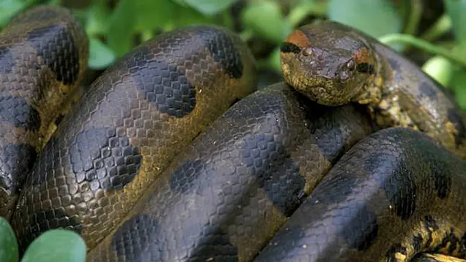 Detik-detik Pengeluaran Anjing Pitbull dari Perut Anakonda