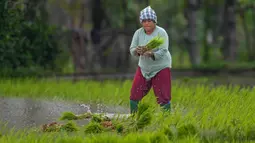 Kementerian Pertanian menargetkan produksi padi nasional pada 2025 sebanyak 32 juta ton beras. (CHAIDEER MAHYUDDIN/AFP)