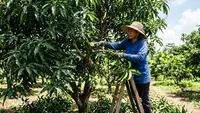 Cara Merawat Pohon Mangga agar Cepat Berbuah Lebat Setiap Musim, dari Pupuk hingga Pemangkasan