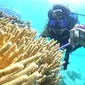 Antam UBP Nikel Maluku Utara melakukan kegiatan restorasi terumbu karang dan lamun, membuat sign board di titik-titik krusial biota laut, dan melakukan monitoring evaluasi keanekaragaman hayati secara berkala/Istimewa.