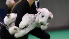Seorang peserta memegang anjing terrier Bedlington miliknya saat European Dog Show 2021 di Budapest, Hungaria, 28 Desember 2021. European Dog Show 2021 berlangsung pada 28-31 Desember. (ATTILA KISBENEDEK/AFP)