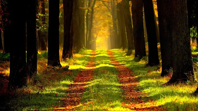 Sensasi Tinggal di Hunian Dekat Hutan Kota