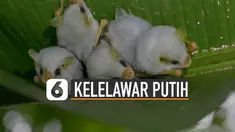 Kelelawar berukuran 5cm ini tengah terancam punah.