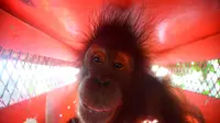 Orang Utan Bagus, Ebony, dan Roby Pulang ke Hutan Jelang HKAN 2026