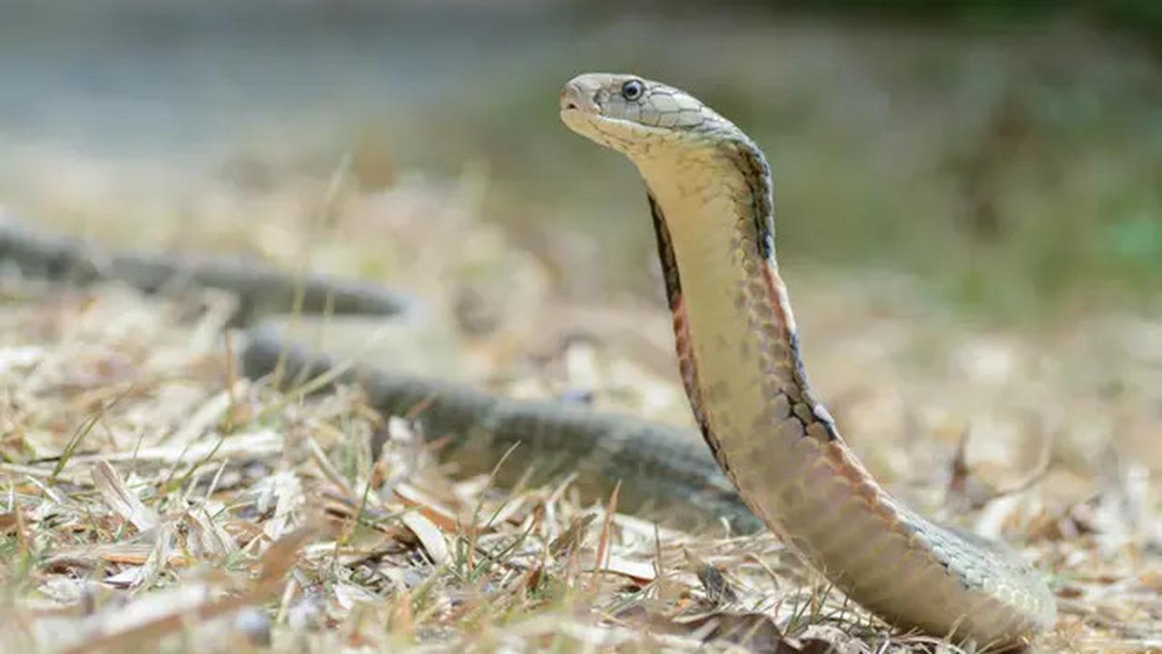 10 Alasan Kenapa Ular Sering Muncul di Area Perumahan Baru, Ini Penjelasan Lengkapnya