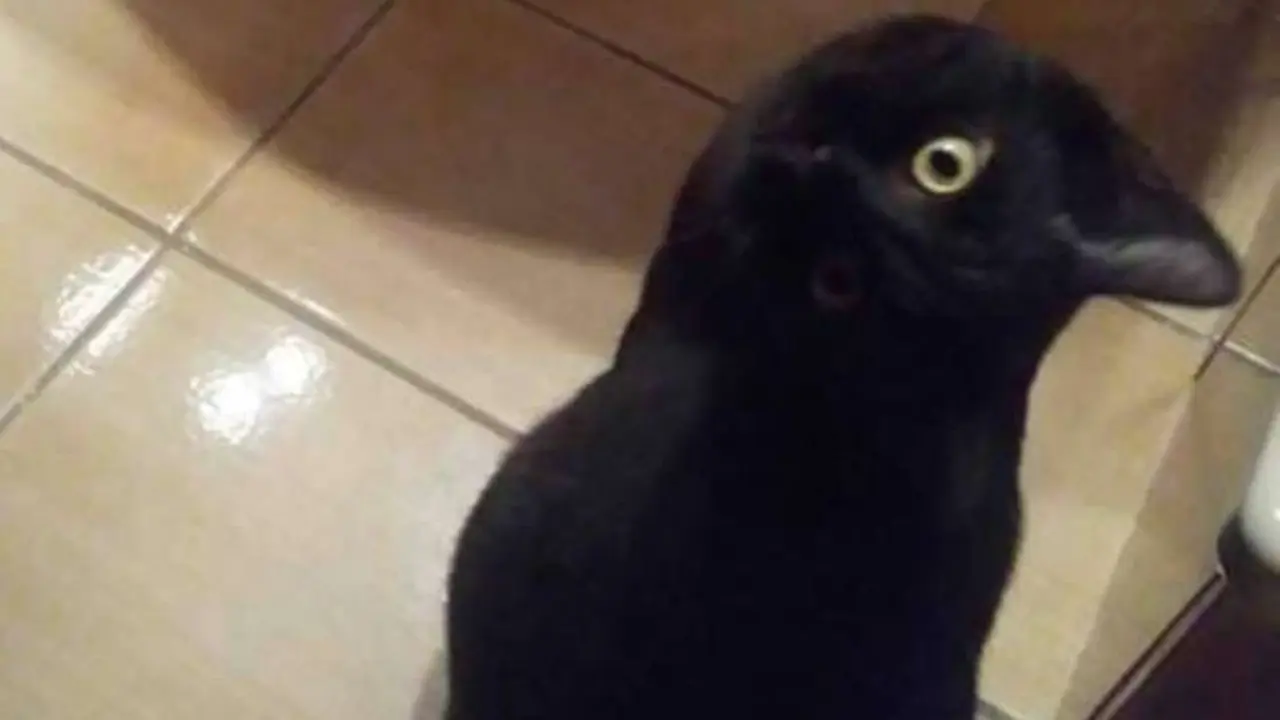 Ilusi optik kucing