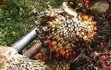 Pengusaha Khawatir Produksi Sawit Terganggu Gara-Gara El Nino